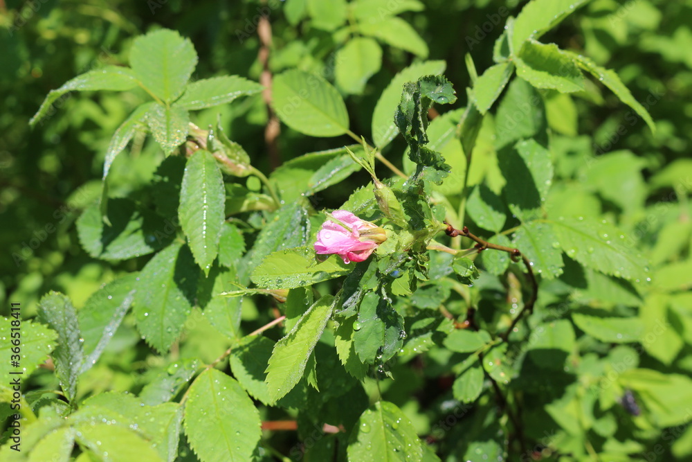Delicate pink buds appeared on the rose hip bush in spring
Delicate pink buds appeared on the rose hip bush in spring