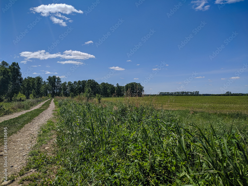 Kamen-na-Obi, Altai, Russia - May 25, 2020:  The boundless green field and blue sky. View.
