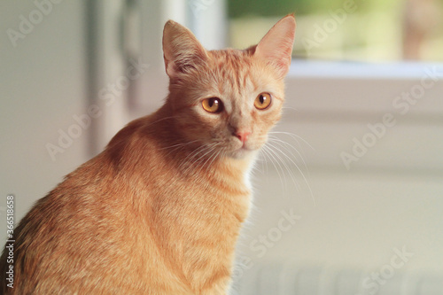 Chat Roux Orange - 1