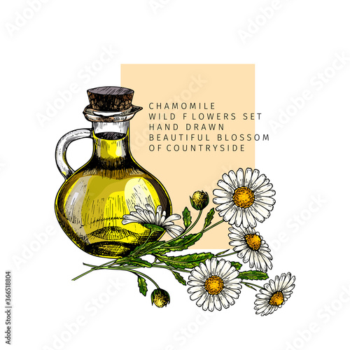 Hand drawn set of essential oils. Vector colored camomile flower. Medicinal herb with glass dropper bottle. Engraved art. For cosmetics, medicine, treating, aromatherapy, package design healthcare.