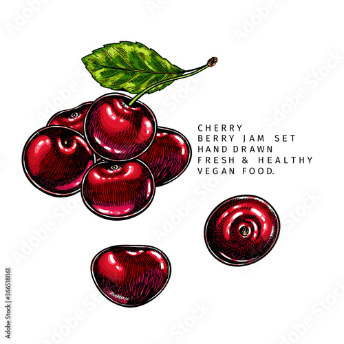 Hand drawn cherry branch, leaf and berry. Engraved colored vector illustration. Bird berry agriculture plant. Summer harvest, jam or marmalade vegan ingredient. Menu, package, cosmetic, food design.