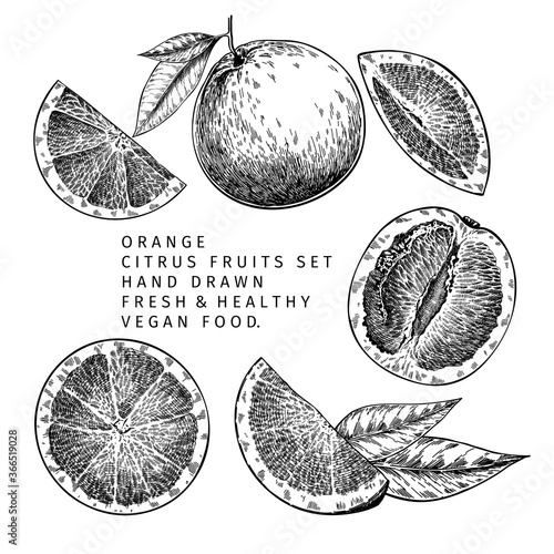 Hand drawn orange fruit and leaf. Engraved vector illustration. Sweet citrus exotic plant. Summer harvest, jam or marmalade vegan ingredient. Menu, package, cosmetic, food design.