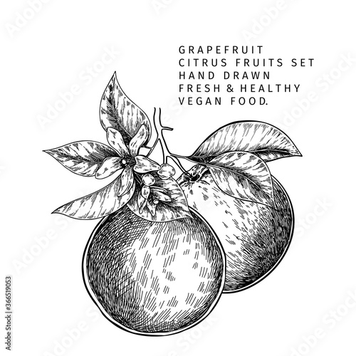 Hand drawn grapefruit fruit and leaf. Engraved vector illustration. Sweet citrus exotic plant. Summer harvest, jam or marmalade vegan ingredient. Menu, package, cosmetic, food design.