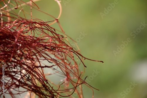 Detail of Cuscuta epiphytum stolons in mountain, seen from left to right. photo