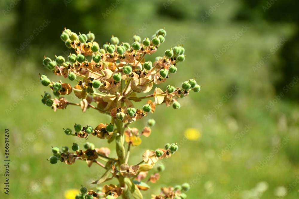 Euphorbia lathyris plant at the end of its flowering, about to drop the seeds. Euphorbia lathyris plant at the end of its flowering, about to drop the seeds.
