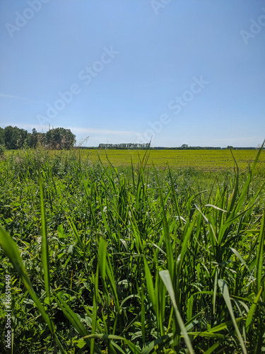 Kamen-na-Obi, Altai, Russia - May 26, 2020: The boundless green field and blue sky. Vertical.