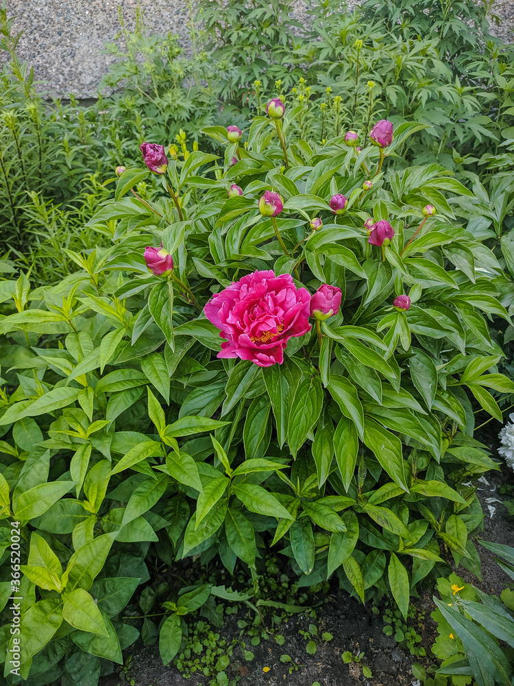 Kamen-na-Obi, Altai, Russia - May 26, 2020: Pink peonies grow in the green grass. Vertical. Kamen-na-Obi, Altai, Russia - May 26, 2020: Pink peonies grow in the green grass. Vertical.