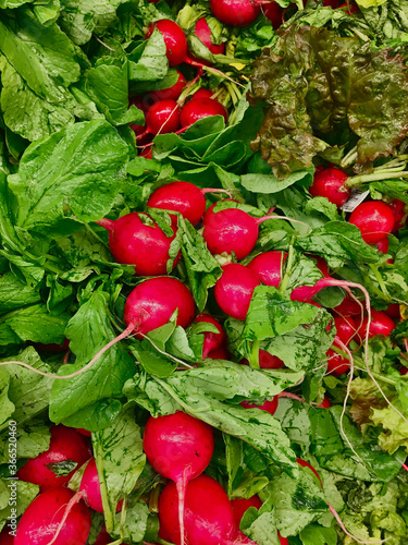 Top view of a group of red radish with green leaves.