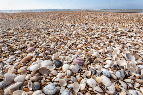 shells on the beach © LEANDRO CAGIANO
