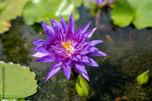 Purple lotus flower above water