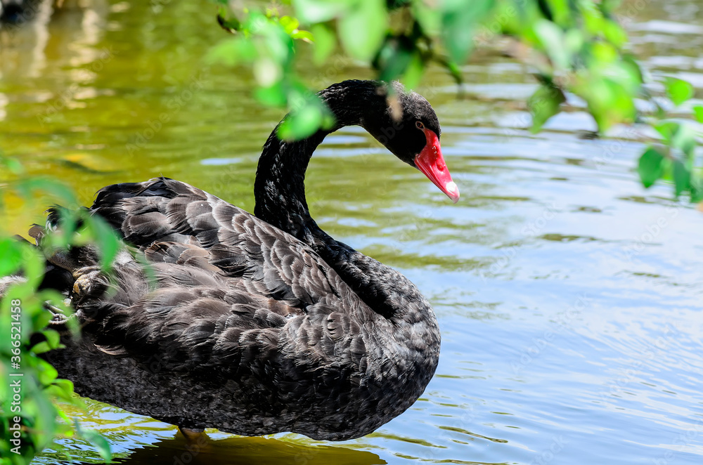 Fototapeta premium The black swan on the shore of the pond