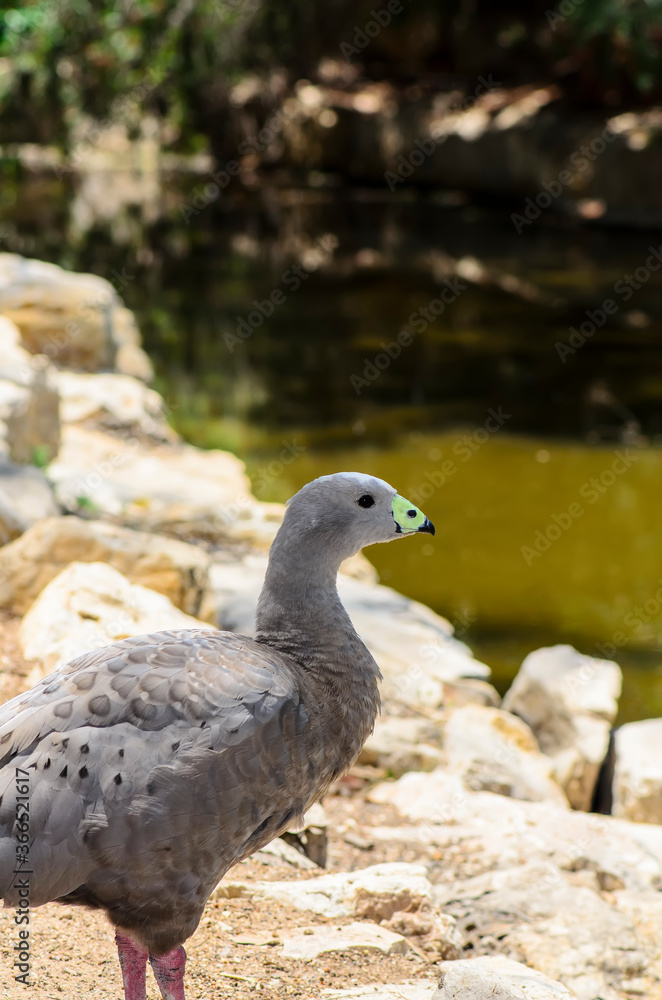 The Cape Barren goose in the natural environment The Cape Barren goose in the natural environment