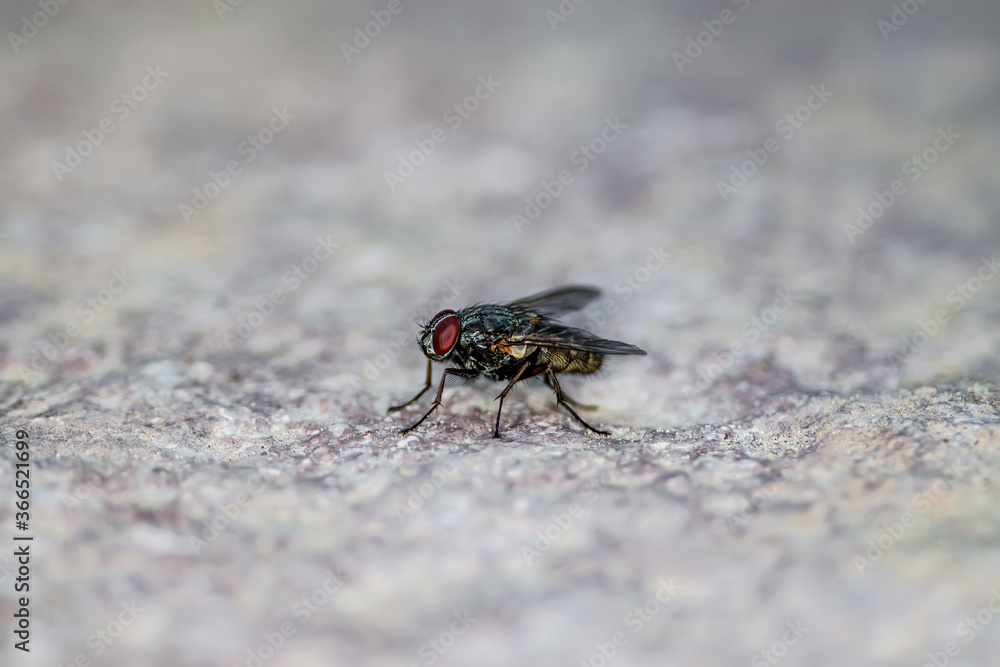 Diptera Meat Fly Insect On Stone Wall Diptera Meat Fly Insect On Stone Wall