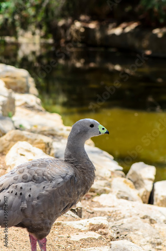 The Cape Barren goose in the natural environment
