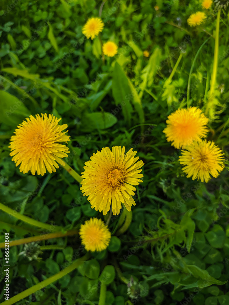Noyabrsk, Russia - May 30, 2020: Yellow dandelions grow in the green grass. Vertical. Noyabrsk, Russia - May 30, 2020: Yellow dandelions grow in the green grass. Vertical.
