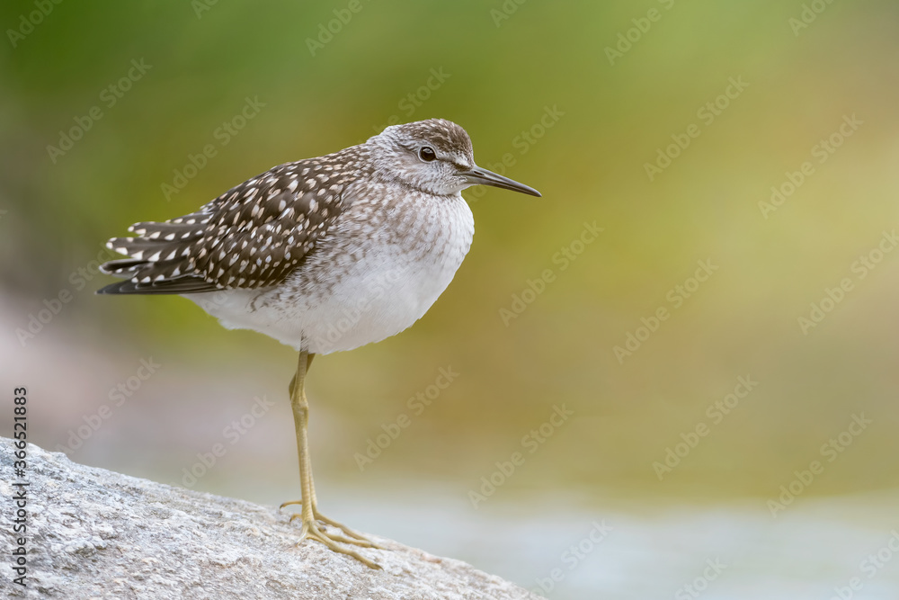 The beautiful Wood sandpiper (Tringa glareola) The beautiful Wood sandpiper (Tringa glareola)
