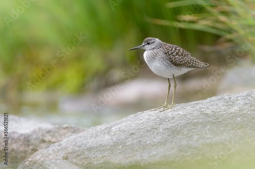Фотография Beautiful portrait of Wood sandpiper (Tringa glareola)