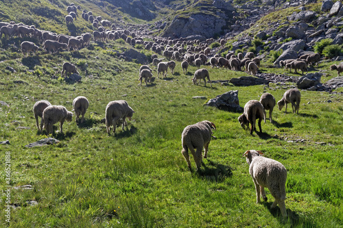 A sheeps herd in the meadows of Pas de la Coche
