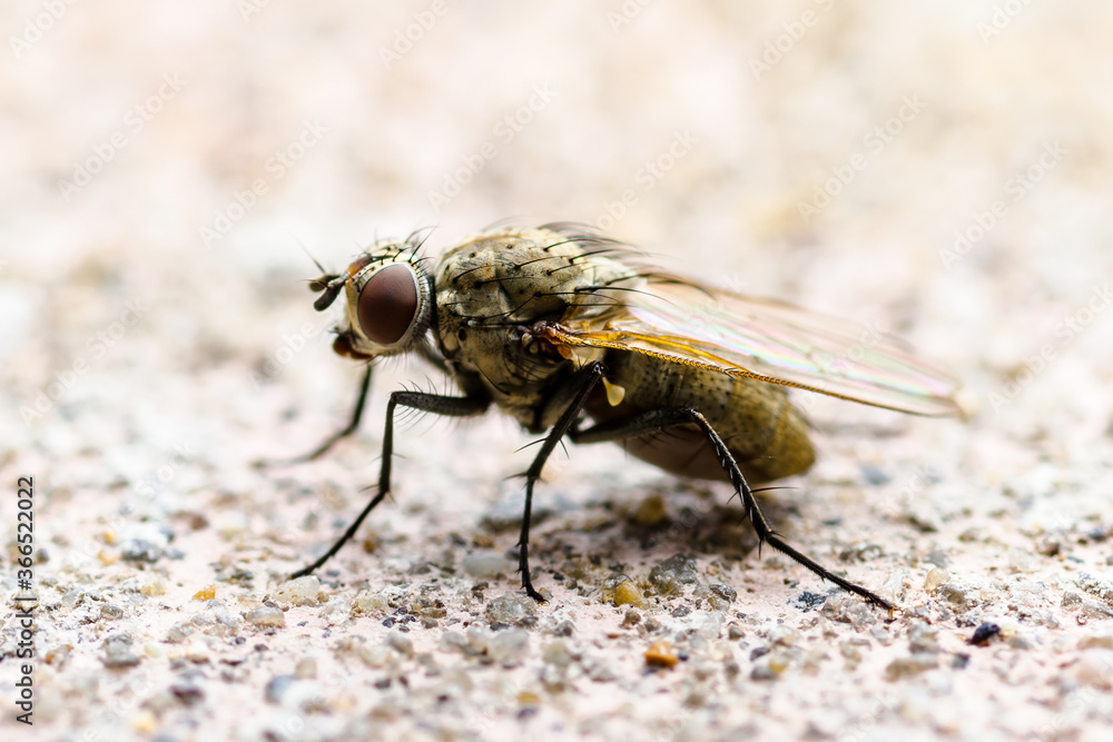 Exotic Drosophila Fly Diptera Parasite Insect Macro Exotic Drosophila Fly Diptera Parasite Insect Macro