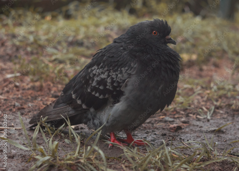 Fototapeta premium Gray city pigeon walking on the street on the ground.