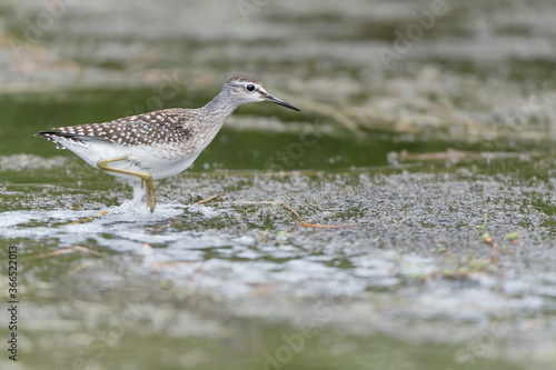 Quadro em tela Walking on the water, portrait of Wood sandpiper (Tringa glareola)