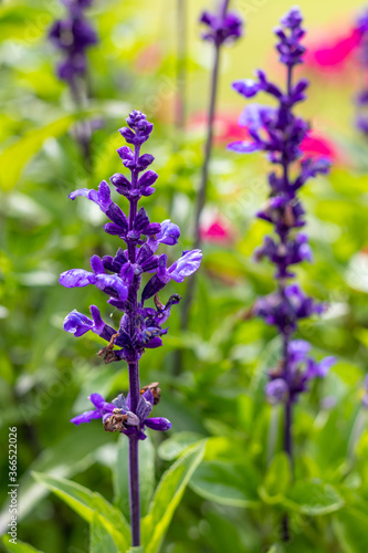 Lavender flower