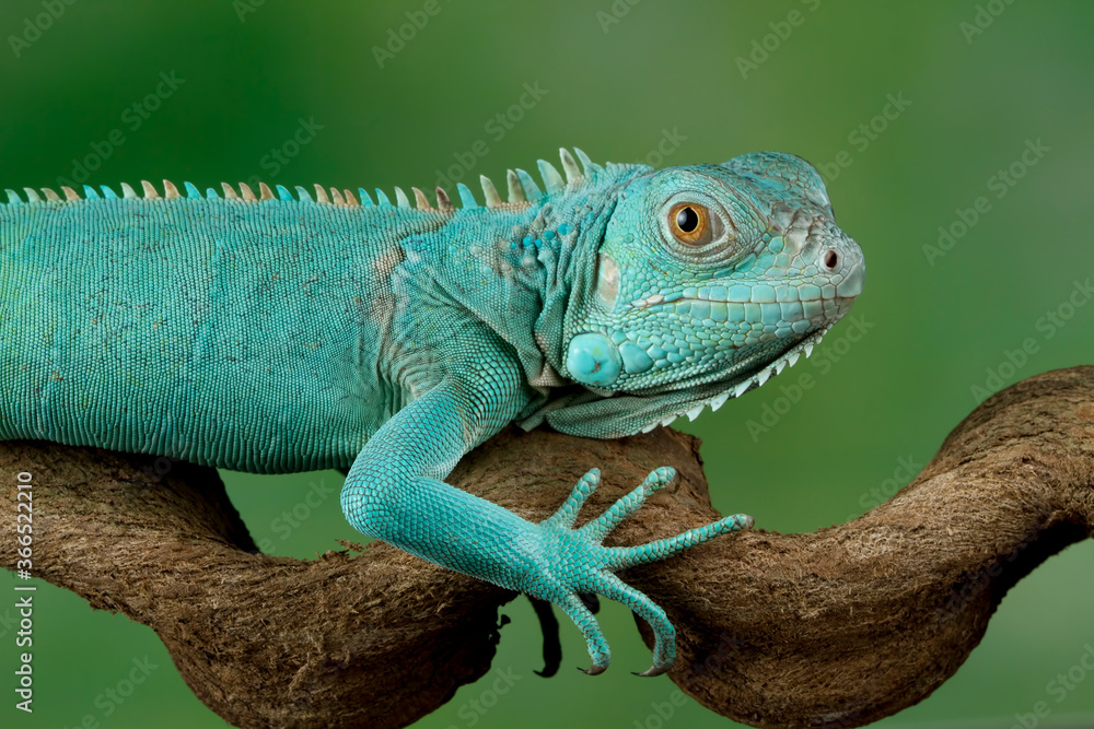 Obraz premium Blue iguana closeup head
