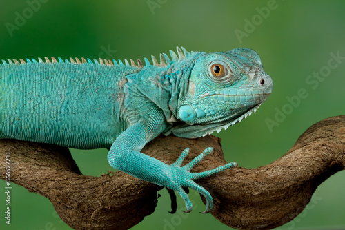 Blue iguana closeup head
