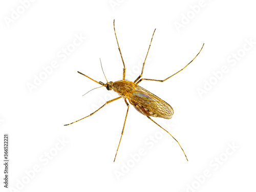 Malaria Infected Culex Mosquito Insect Isolated on White. Leishmaniasis, Encephalitis, Yellow Fever, Dengue Disease, Mayaro or Zika Virus Infectious Mosquitoe Parasite Macro