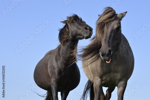 Two funny black horses and blue sky