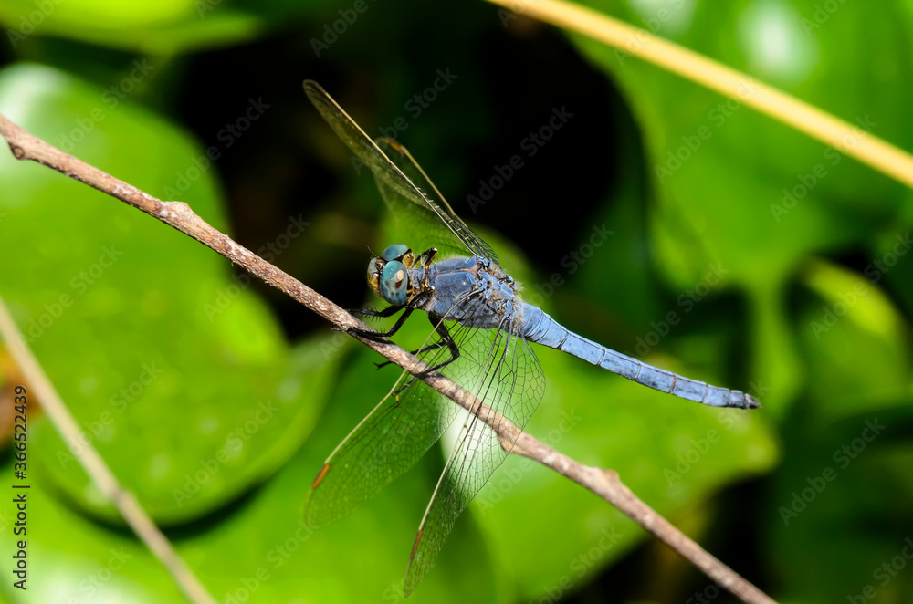 The blue dasher dragonfly (Pachydiplax longipennis) The blue dasher dragonfly (Pachydiplax longipennis)