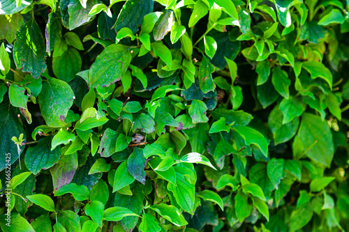 Green bush close up.