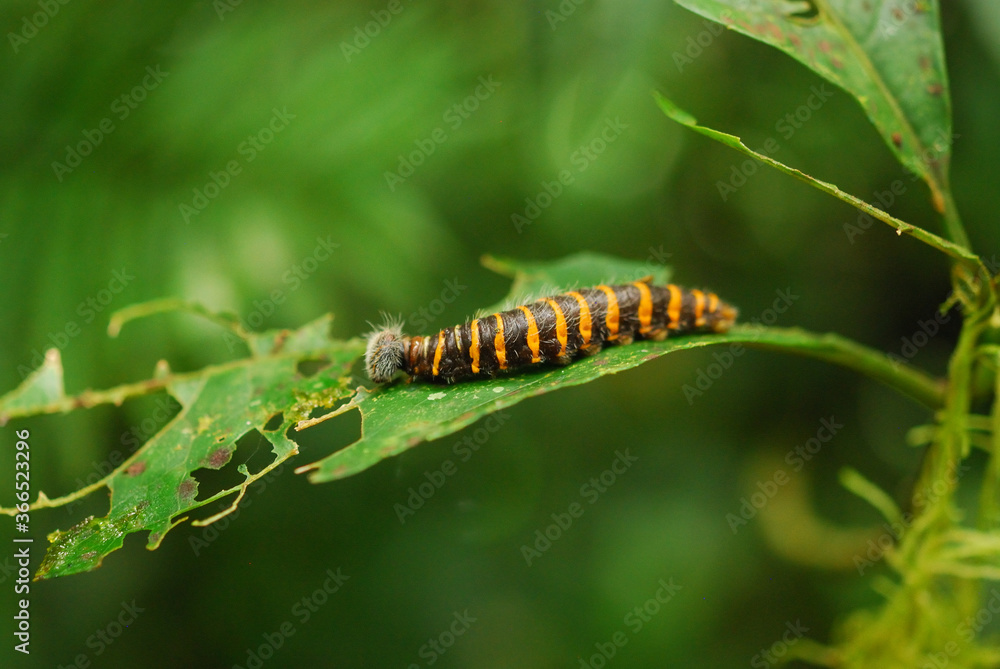 Caterpillar is eating a leaf in Costa Rica Caterpillar is eating a leaf in Costa Rica