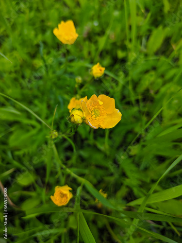 Noyabrsk, Russia - May 30, 2020: Yellow flowers in green grass. Closeup. Vertical.