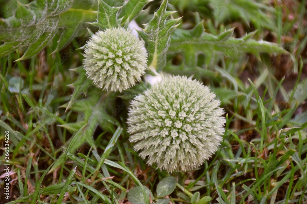 Tinder thistle (echinops ritro) cut on green grass field. Tinder thistle (echinops ritro) cut on green grass field.