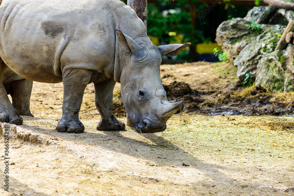 Obraz premium The white rhinoceros or square-lipped rhinoceros (Ceratotherium simum) is the largest extant species of rhinoceros.