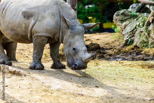 The white rhinoceros or square-lipped rhinoceros  Ceratotherium simum  is the largest extant species of rhinoceros.