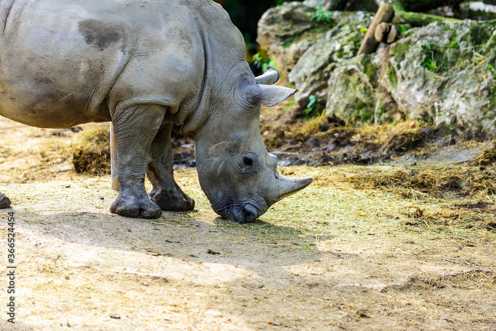 Obraz premium The white rhinoceros or square-lipped rhinoceros (Ceratotherium simum) is the largest extant species of rhinoceros.