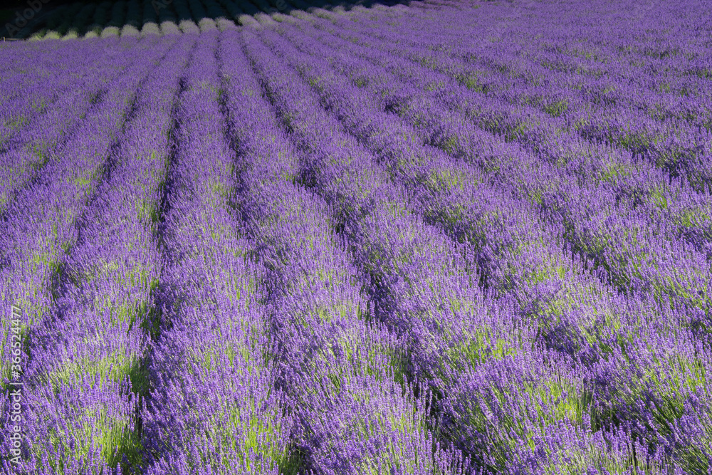 Obraz premium 7月ファーム富田ラベンダーストライプ