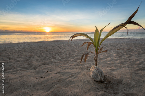 coconut tree blooming on tropical beach with snset