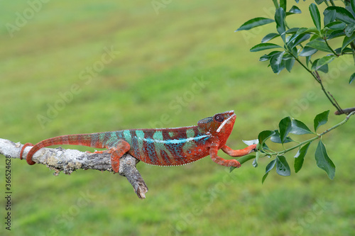 Adult male Ambilobe Panther Chameleon  Furcifer pardalis 