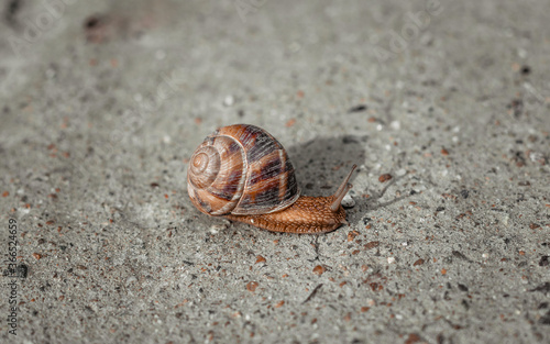 the snail on the road