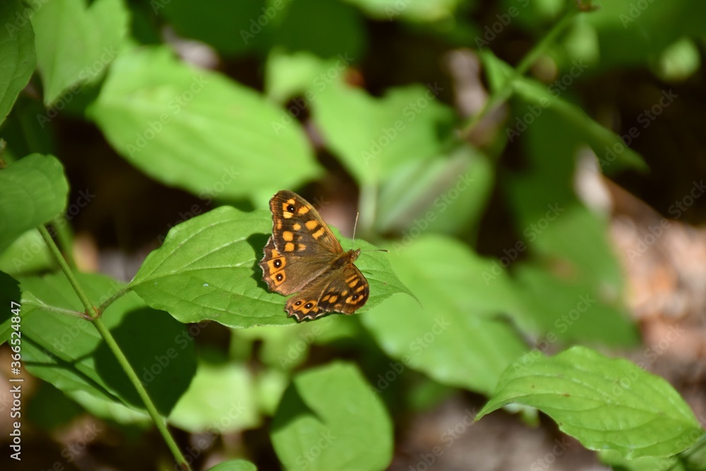 A specimen of the Wall Butterfly (Pararge aegeria) perched on a bush leaf. A specimen of the Wall Butterfly (Pararge aegeria) perched on a bush leaf.