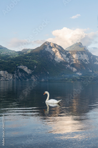 Swan on the wave and beautiful alpine sunset view with reflections at the Lake Walensee in Swiss Alps  Switzerland