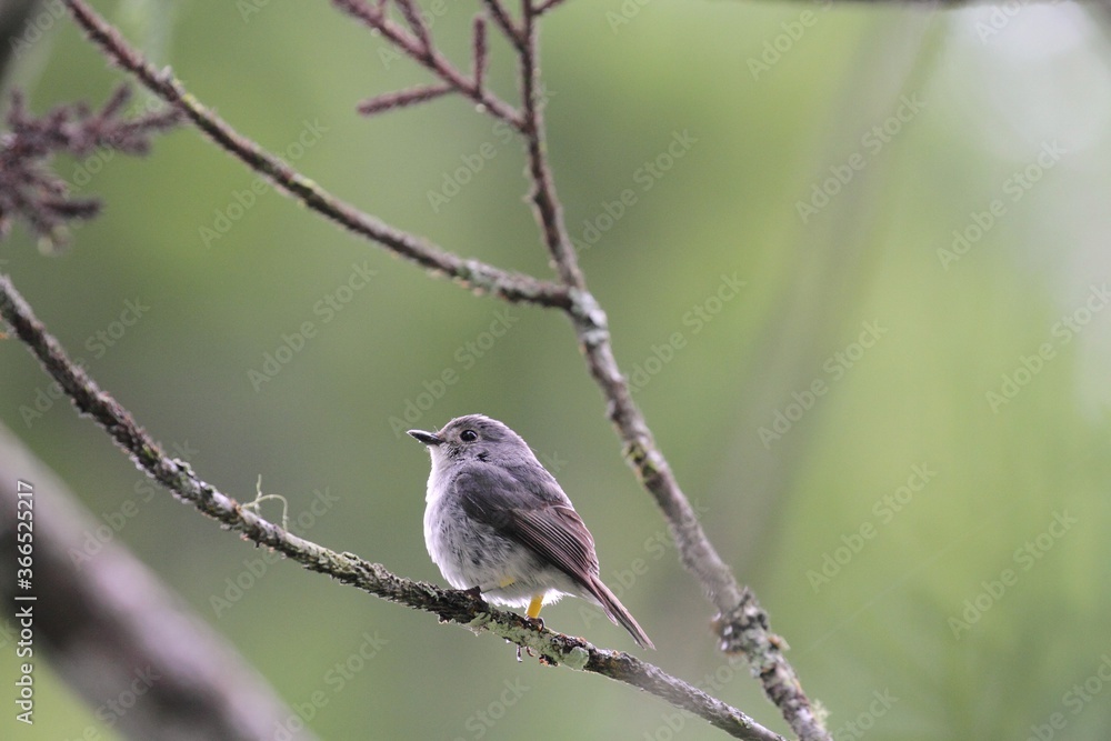 Female Little Pied Flycatcher (Ficedula westermanni) in Borneo, Malaysia - ハジロマユヒタキ Female Little Pied Flycatcher (Ficedula westermanni) in Borneo, Malaysia - ハジロマユヒタキ