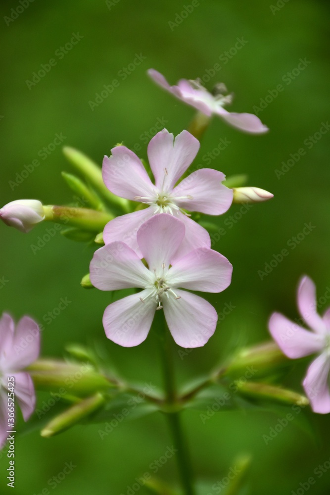 Fototapeta premium Soap plant (Saponaria officinalis) flowers on rural road.