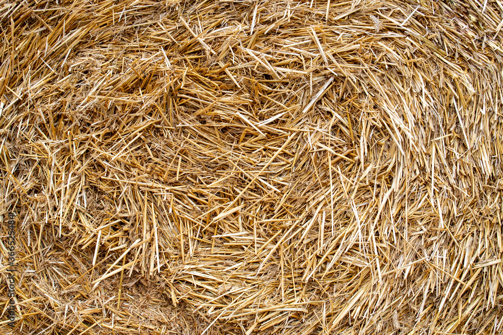 Close up of straw / hay bale background / texture / pattern / wallpaper. Rye / wheat surface Close up of straw / hay bale background / texture / pattern / wallpaper. Rye / wheat surface