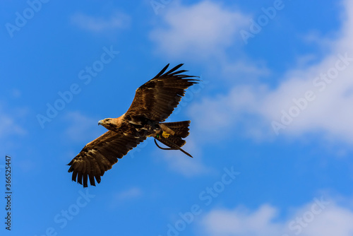 The golden eagle in flight