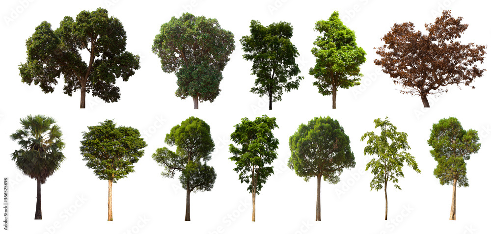 Fototapeta premium isolated tree green set is located on a white background. Collection of isolated tree green on white background Tropical tree