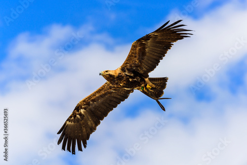 The golden eagle in flight
